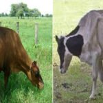 ganado vacuno - bienestar animal