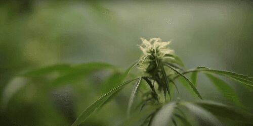 cultivo de cáñamo