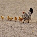 gallinas ponedoras - razas criollas