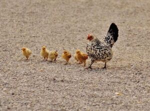 gallinas ponedoras - razas criollas