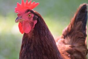 gallinas ponedoras - razas criollas