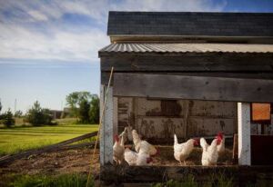 gallinas ponedoras - razas criollas