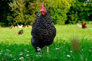 gallinas ponedoras - razas criollas