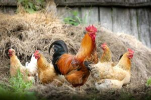 gallinas ponedoras - razas criollas