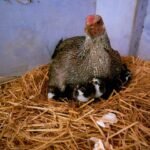 gallinas ponedoras - razas criollas