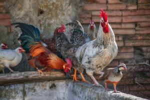 gallinas ponedoras - razas criollas