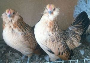 gallinas ponedoras - razas criollas