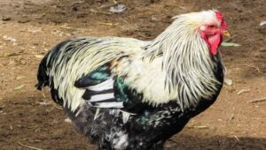 gallinas ponedoras - razas criollas