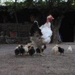 gallinas ponedoras - razas criollas