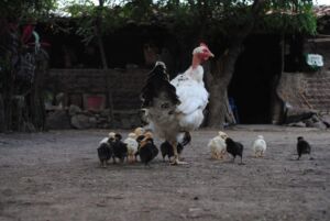 gallinas ponedoras - razas criollas
