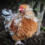 gallinas ponedoras - razas criollas