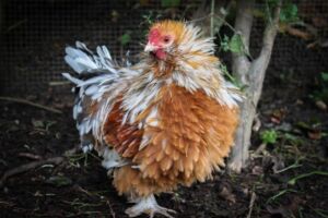 gallinas ponedoras - razas criollas