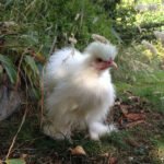 gallinas ponedoras - razas criollas