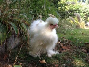 gallinas ponedoras - razas criollas