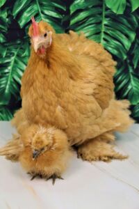 gallinas ponedoras - razas criollas
