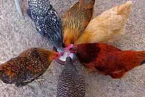 Gallinas ponedoras: Tipos, características de razas criollas