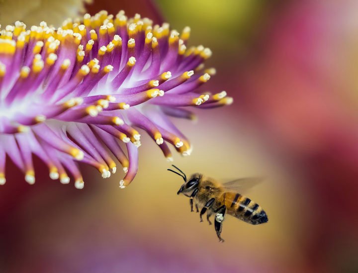 abeja volando hacia una flor para realizar la polinización