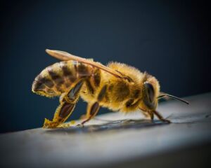 polinización artificial - ventajas y desventajas