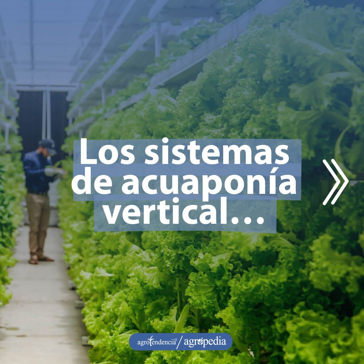 Hombre entre pasillo de cultivos verticales bajo sistema de acuaponía vertical