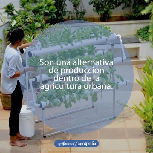 Mujer observando cultivo bajo sistema de acuaponía vertical