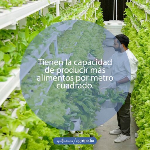 Hombre seleccionando lechugas sembradas bajo sistema de acuaponía vertical