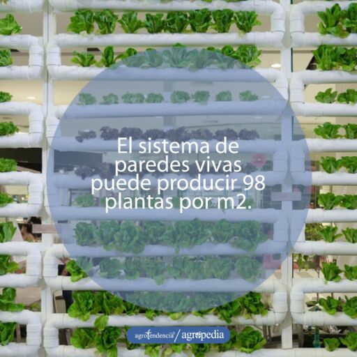 Pared de tubos pvc sembrados de lechuga bajo sistema de acuaponía vertical