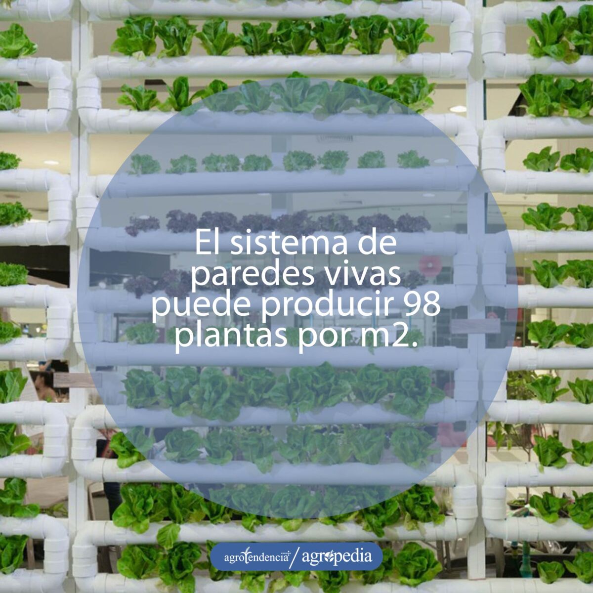 Pared de tubos pvc sembrados de lechuga bajo sistema de acuaponía vertical