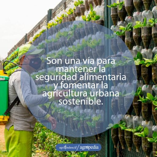 Hombre fertilizando plantas sembradas bajo sistema de acuaponía vertical
