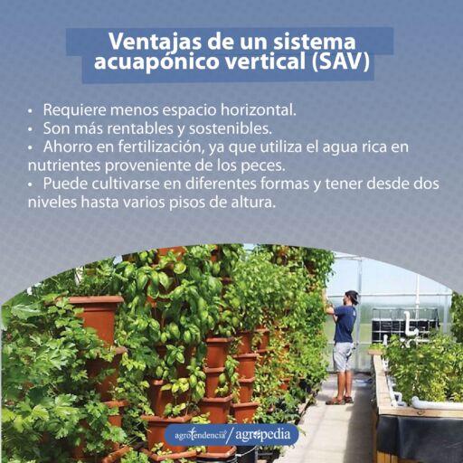 persona revisando cultivos en macetas verticales bajo sistema de acuaponía vertical