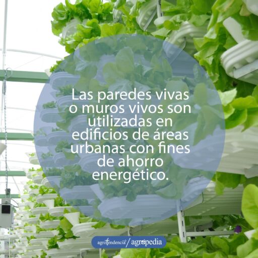 Estantes verticales con cultivo de lechuga sembrada bajo sistema de acuaponía vertical