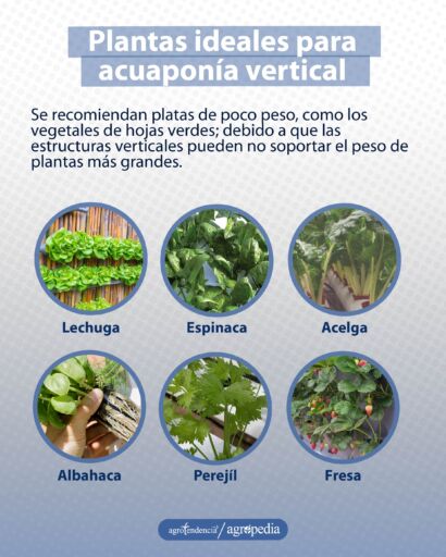 Diferentes plantas que son ideales para la acuaponía vertical