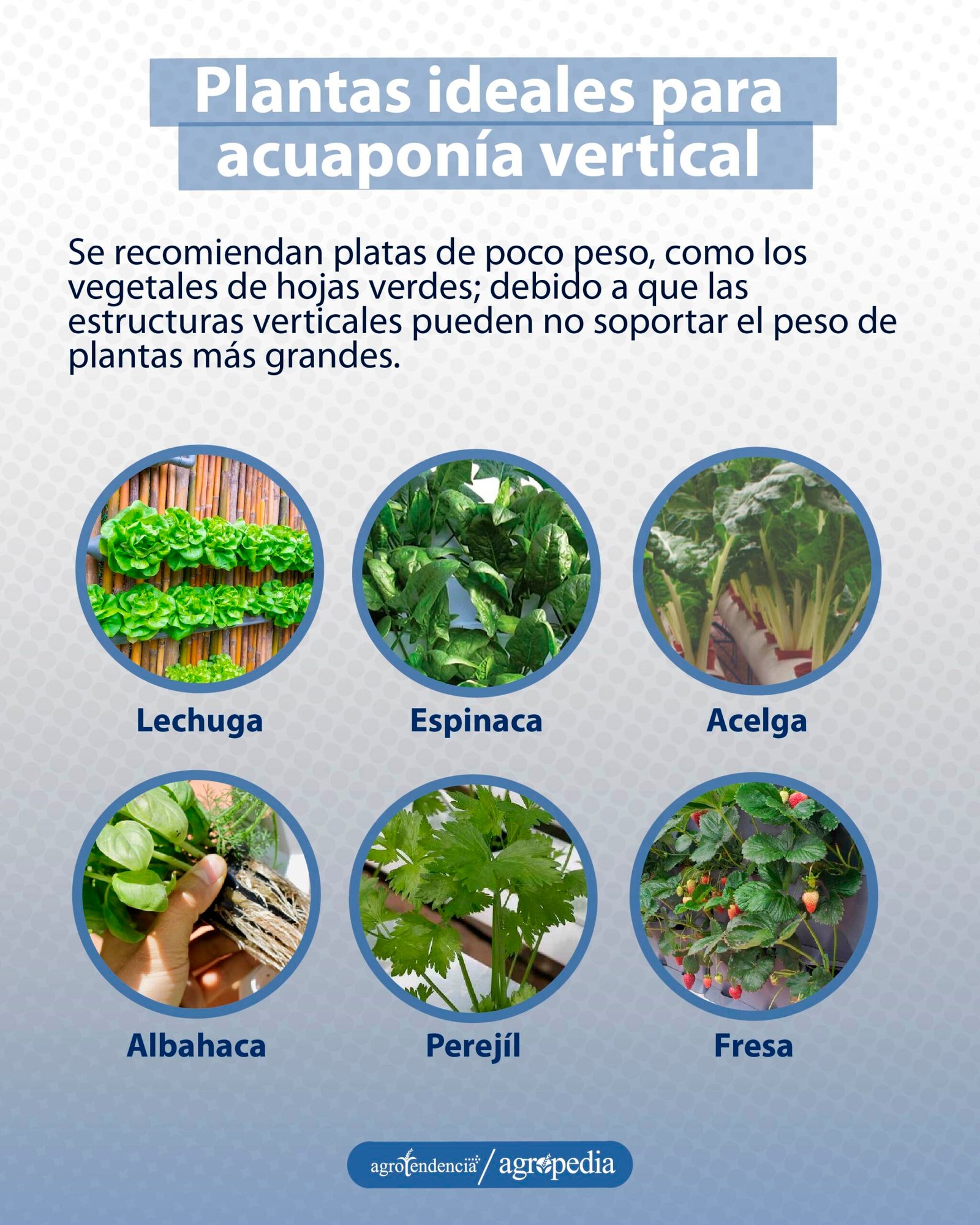 Diferentes plantas que son ideales para la acuaponía vertical