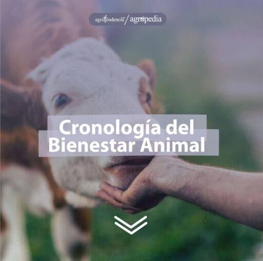 Una mano acariciando sutilmente a un becerro