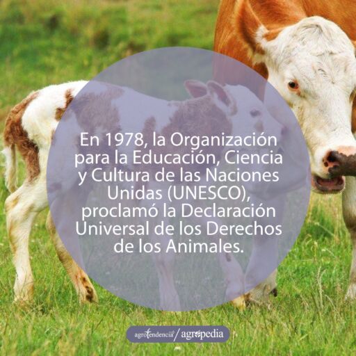 Una vaca con su becerro