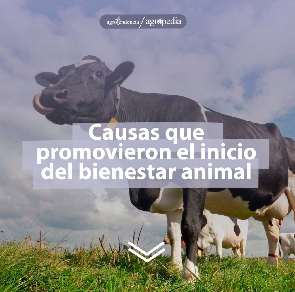 Conoce El Manejo Y Beneficios Del Bienestar Animal En Bovinos