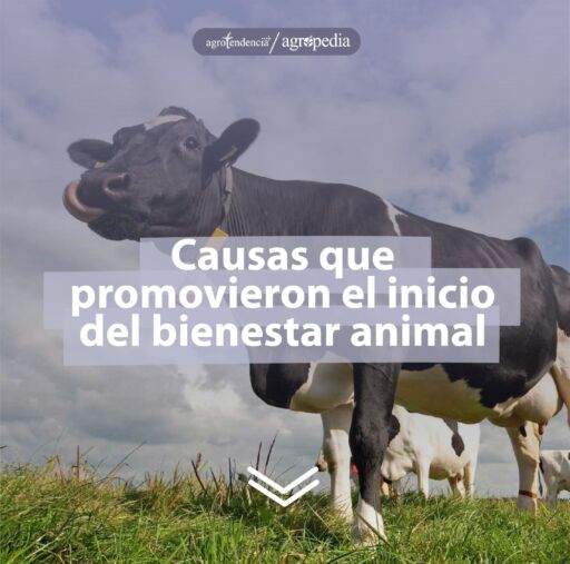 Una vaca Holstein limpiándose la fosa nasal con su lengua