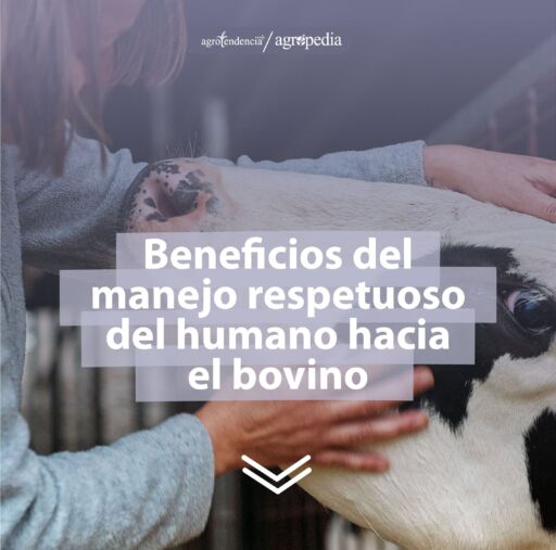 Mujer tocando respetuosamente la cara de una vaca