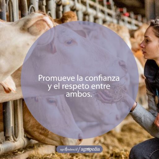 Mujer dándole heno a una vaca