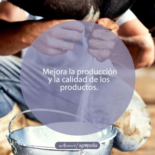 Manos realizando ordeño manual a una vaca