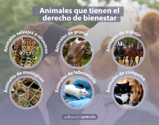 Fotos de los animales que tienen derecho de bienestar