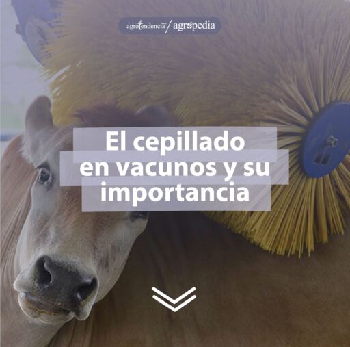 Una vaca cepillandose