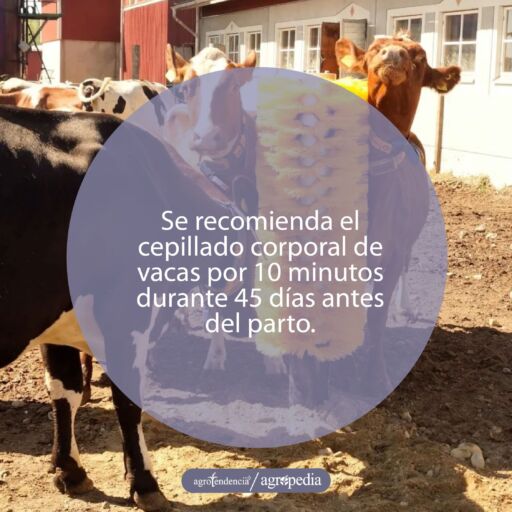 Vacas cepillándose en el establo