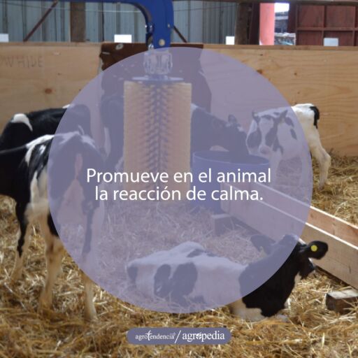 Vacas hostein cepillándose dentro de corrales