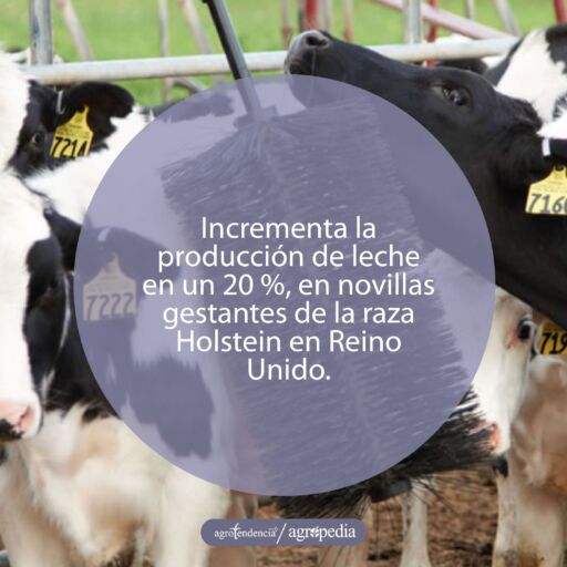 Vacas holstein cepillándose
