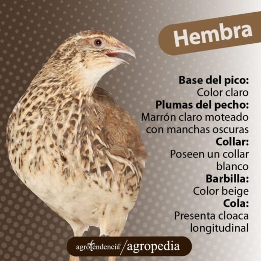 Una codorniz hembra