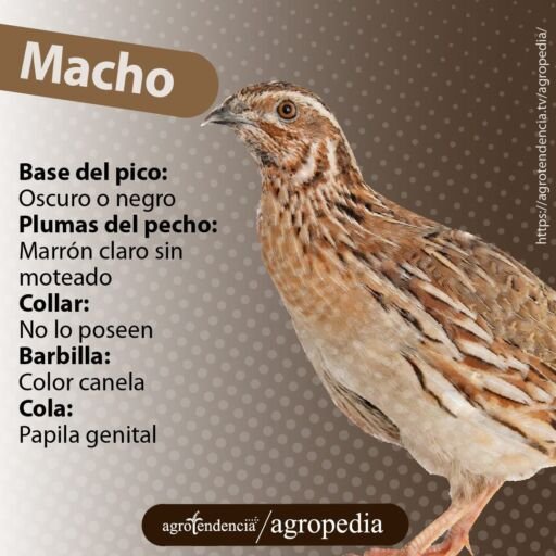 Una codorniz macho