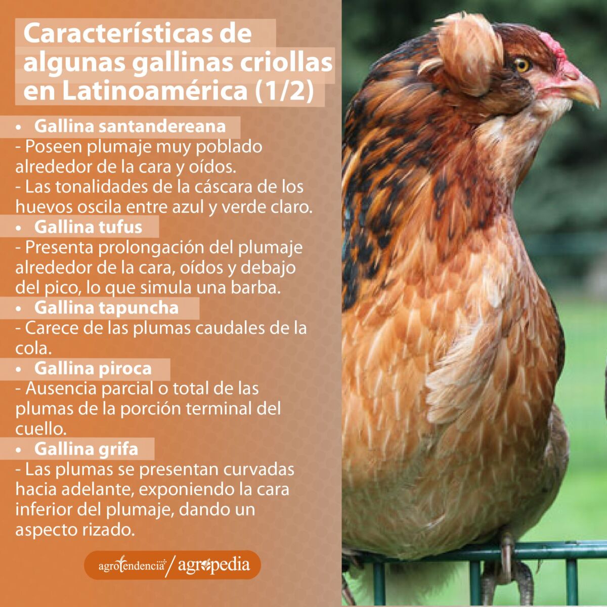 Una gallina criolla de color rojo