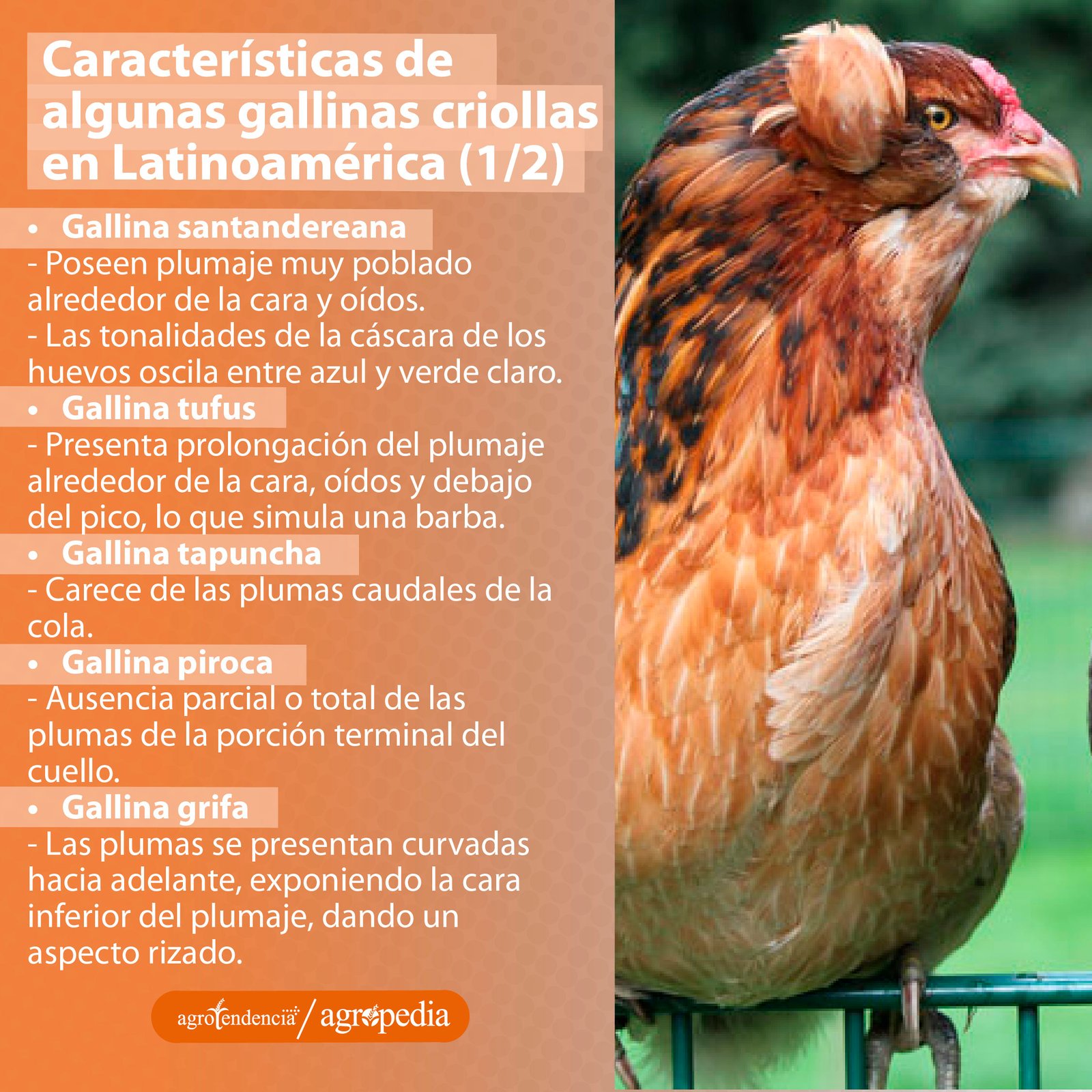 Una gallina criolla de color rojo