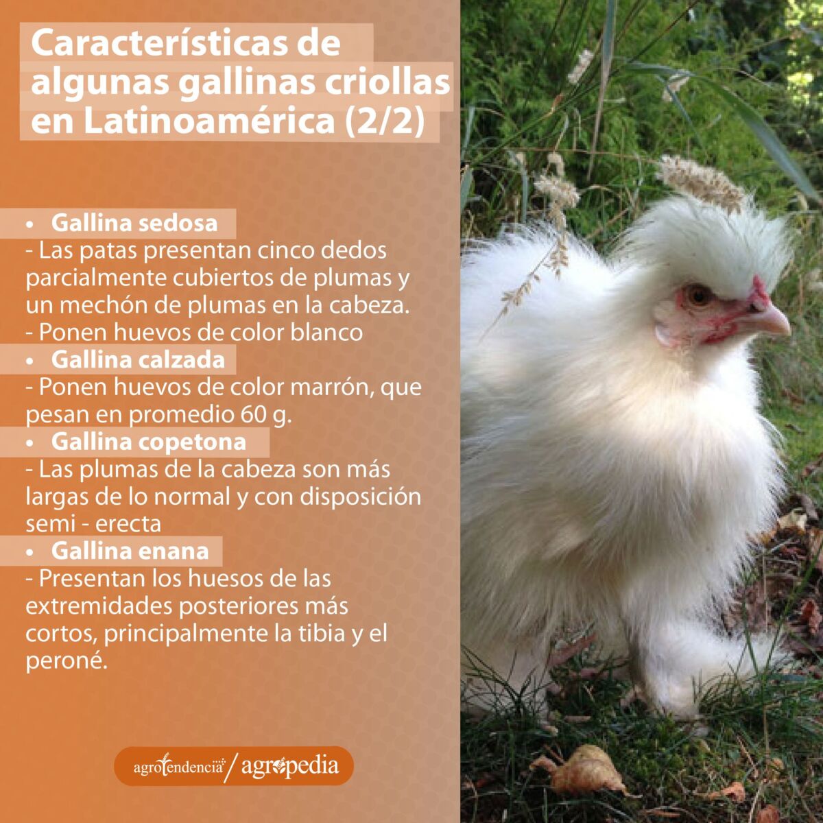 Gallina criolla sedosa blanca