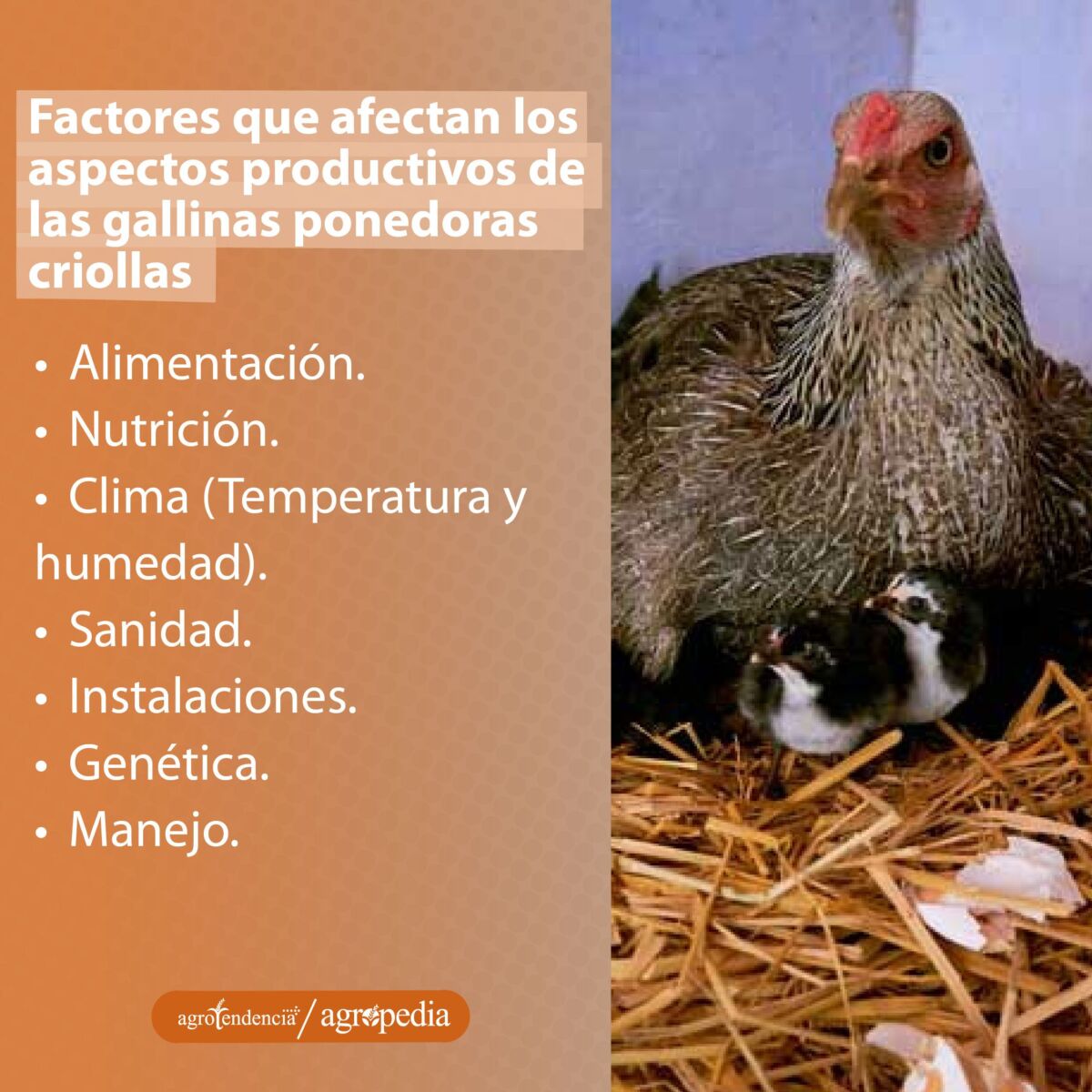 Una gallina criolla dándole calor a sus polluelos